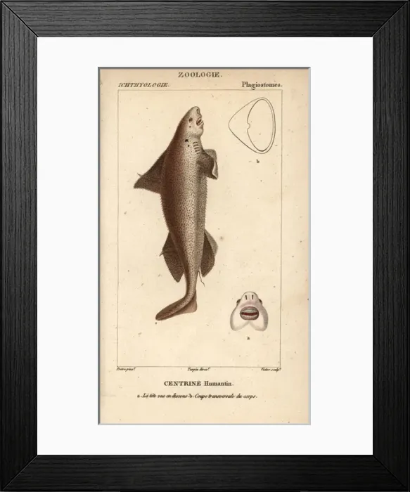 Framed Print : Gulper shark, Centrophorus granulosus Framed Print : Gulper shark, Centrophorus granulosus