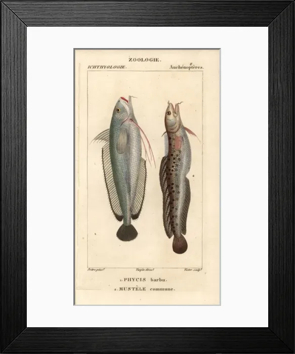 Framed Print : Forkbeard, Phycis phycis, and fivebeard rockling