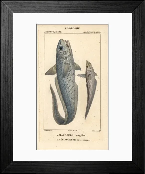 Framed Print : Onion-eye grenadier, Macrourus berglax Framed Print : Onion-eye grenadier, Macrourus berglax