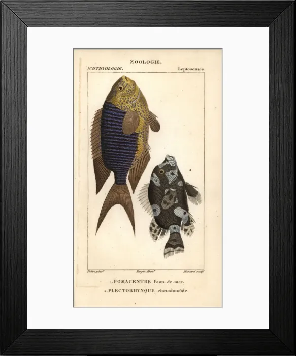 Framed Print : Sapphire damsel, Pomacentrus pavo, and harlequin Framed Print : Sapphire damsel, Pomacentrus pavo, and harlequin