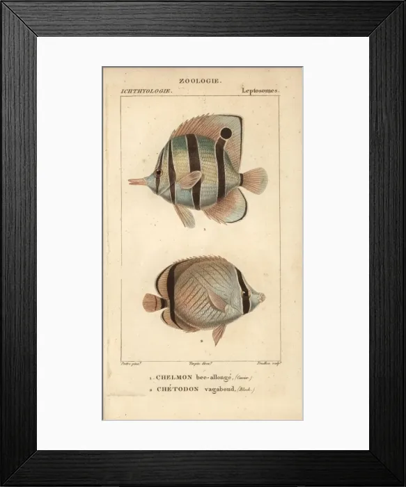 Framed Print : Longnose butterflyfish, Forcipiger longirostris Framed Print : Longnose butterflyfish, Forcipiger longirostris