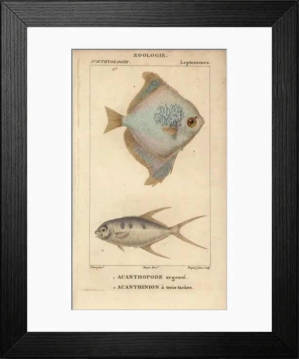 Framed Print : Silver moony, Monodactylus argenteus, and pompano Framed Print : Silver moony, Monodactylus argenteus, and pompano