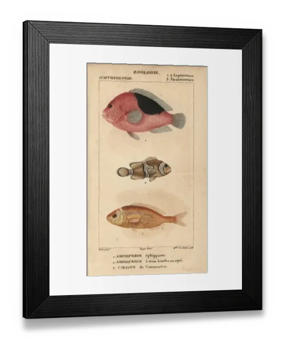 Framed Print : Saddle anemonefish, three-band anemonefish Framed Print : Saddle anemonefish, three-band anemonefish