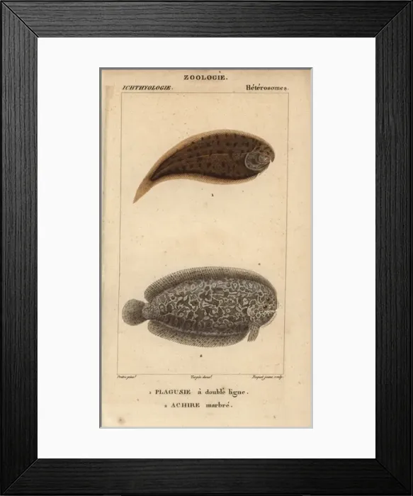 Framed Print : Tonguefish, Symphurus, and marbled sole, Pleuronectes Framed Print : Tonguefish, Symphurus, and marbled sole, Pleuronectes