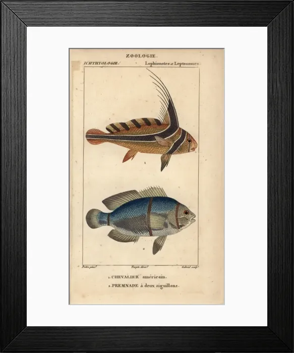 Framed Print : Jack-knifefish, Equetus lanceolatus, and spinecheek Framed Print : Jack-knifefish, Equetus lanceolatus, and spinecheek