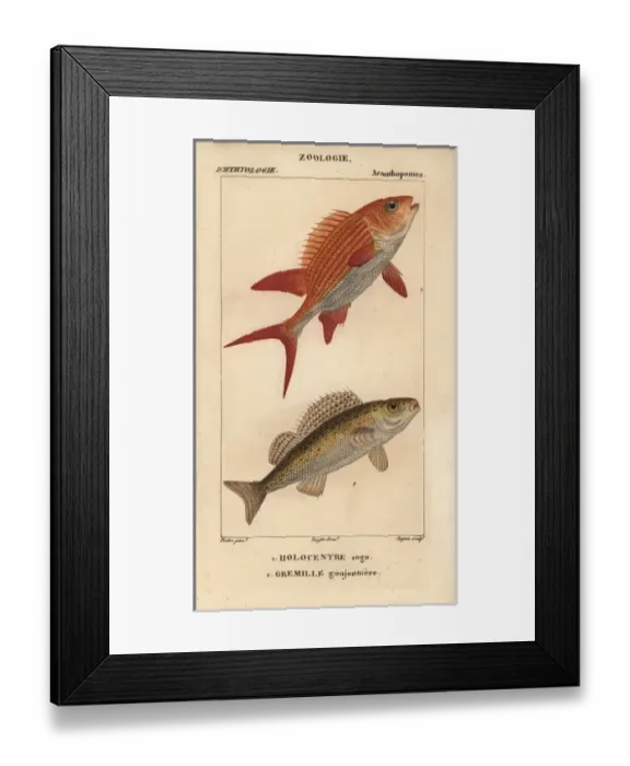Framed Print : Squirrelfish, Holocentrus adscensionis Framed Print : Squirrelfish, Holocentrus adscensionis