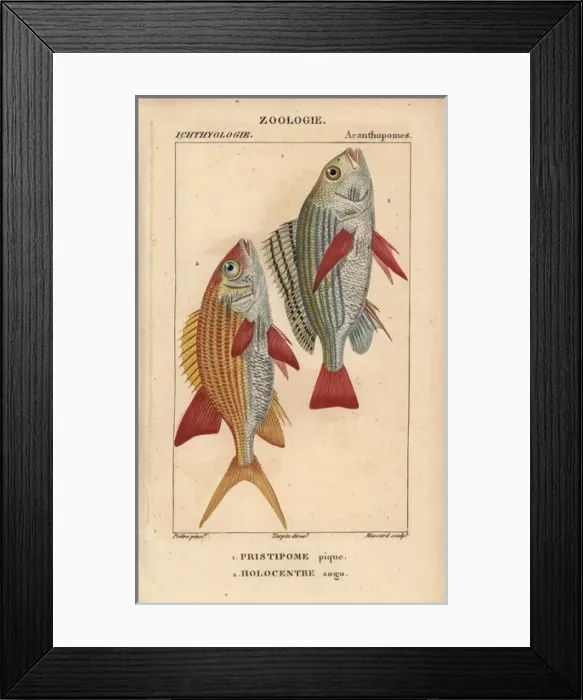 Framed Print : Banded grunt, Pomadasys furcatus, and squirrelfish Framed Print : Banded grunt, Pomadasys furcatus, and squirrelfish