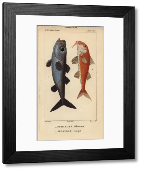 Framed Print : Bulls-eye fish, Epigonus telescopus, and striped Framed Print : Bulls-eye fish, Epigonus telescopus, and striped