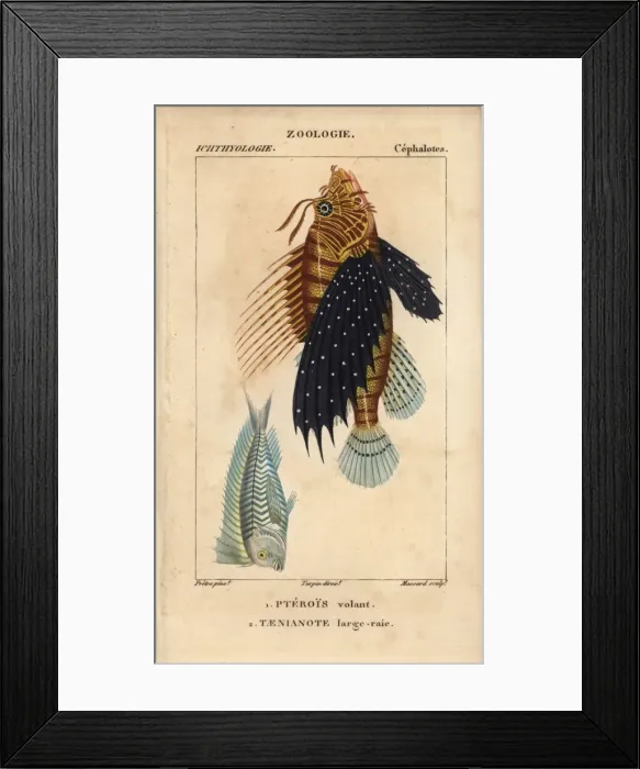 Framed Print : Lionfish, Pterois volitans, and blue blanquillo Framed Print : Lionfish, Pterois volitans, and blue blanquillo