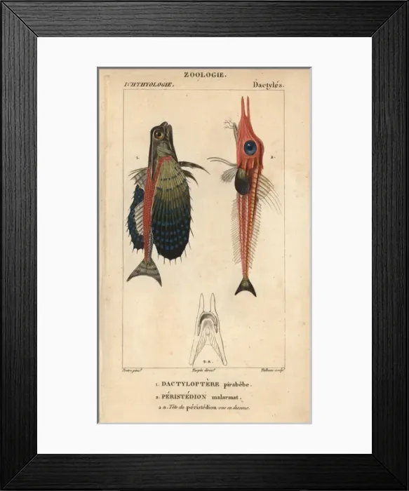Framed Print : Flying gurnard, Dactylopterus volitans Framed Print : Flying gurnard, Dactylopterus volitans