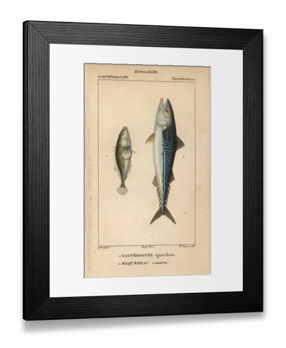 Framed Print : Ninespine stickleback, Pungitius pungitius Framed Print : Ninespine stickleback, Pungitius pungitius