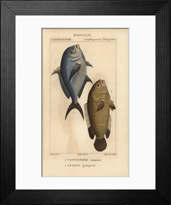 Framed Print : Damselfish, Chromis chromis, and climbing perch Framed Print : Damselfish, Chromis chromis, and climbing perch