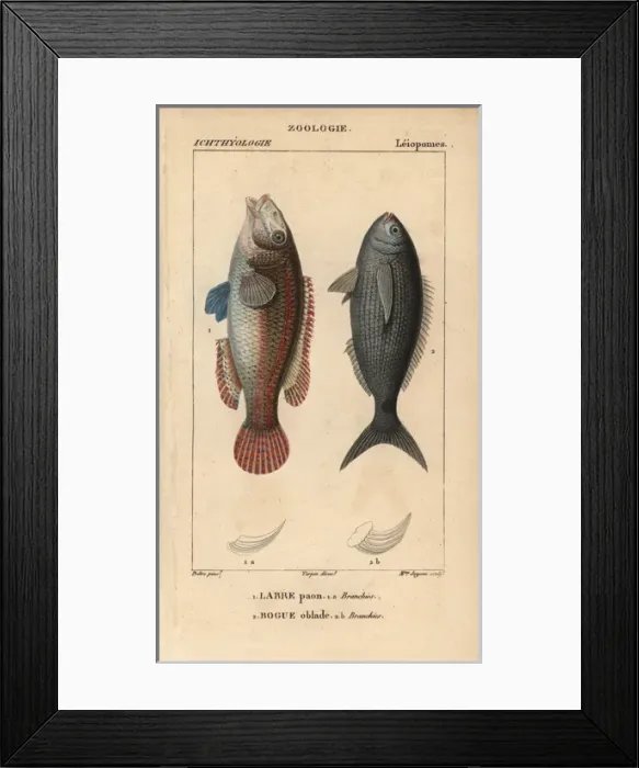 Framed Print : Ornate wrasse, Thalassoma pavo, and bogue, Boops boops Framed Print : Ornate wrasse, Thalassoma pavo, and bogue, Boops boops