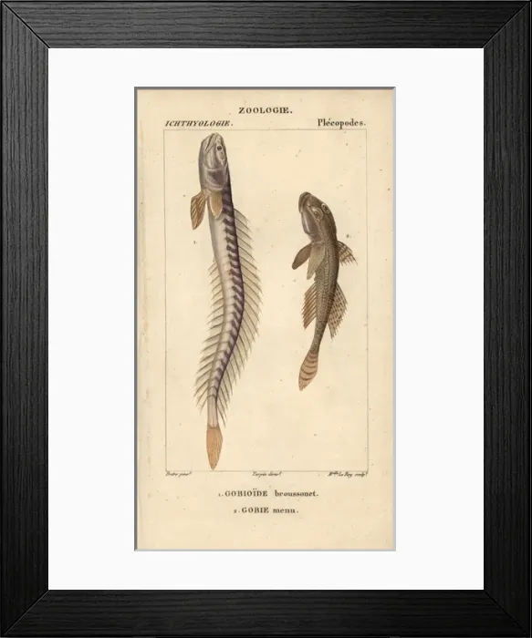 Framed Print : Violet goby or Broussonets goby, Gobioides Framed Print : Violet goby or Broussonets goby, Gobioides