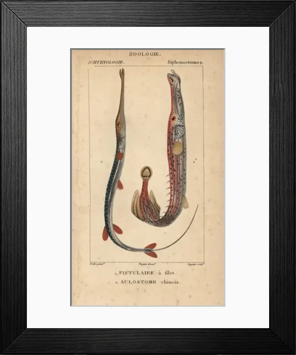 Framed Print : Bluespotted cornetfish, Fistularia tabacaria Framed Print : Bluespotted cornetfish, Fistularia tabacaria