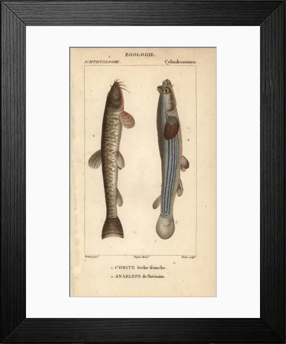 Framed Print : Stone loach, Barbatula barbatula, and largescale Framed Print : Stone loach, Barbatula barbatula, and largescale