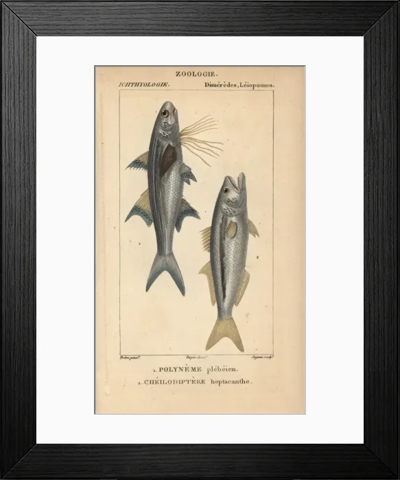 Framed Print : Striped threadfin, Polydactylus plebeius Framed Print : Striped threadfin, Polydactylus plebeius