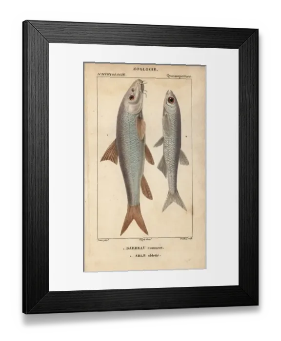 Framed Print : Barbel, Barbu barbu, and bleak, Alburnus alburnus Framed Print : Barbel, Barbu barbu, and bleak, Alburnus alburnus