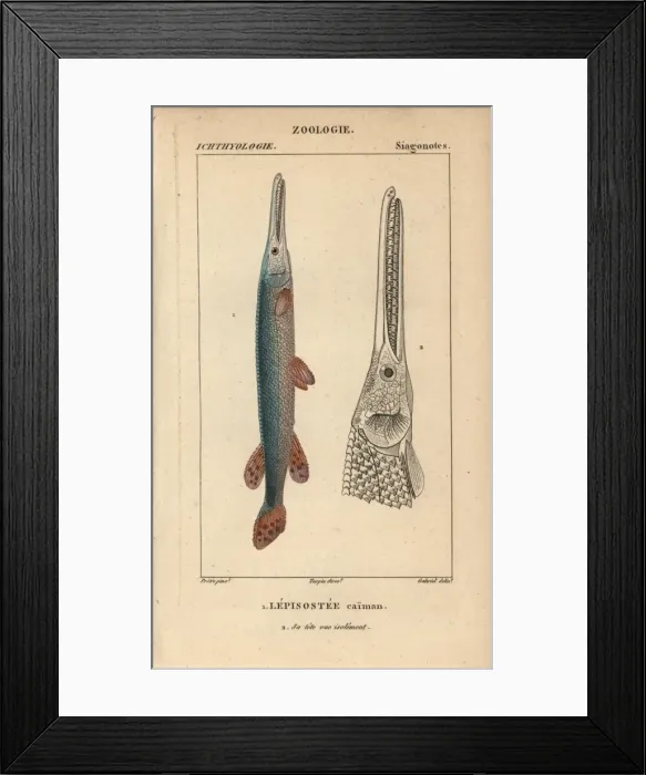Framed Print : Cuban gar, Atractosteus tristoechus Framed Print : Cuban gar, Atractosteus tristoechus