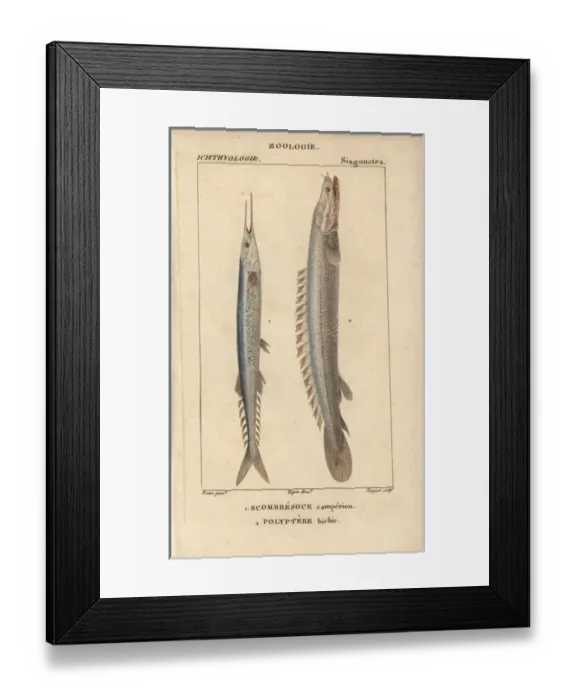 Framed Print : Atlantic saury, Scomberesox saurus, and Nile Framed Print : Atlantic saury, Scomberesox saurus, and Nile