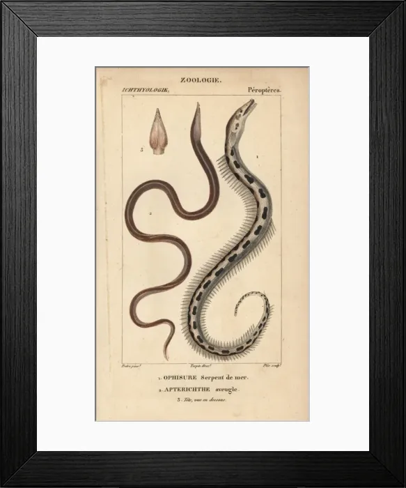 Framed Print : Serpent eel, Ophisurus serpens, and European Framed Print : Serpent eel, Ophisurus serpens, and European