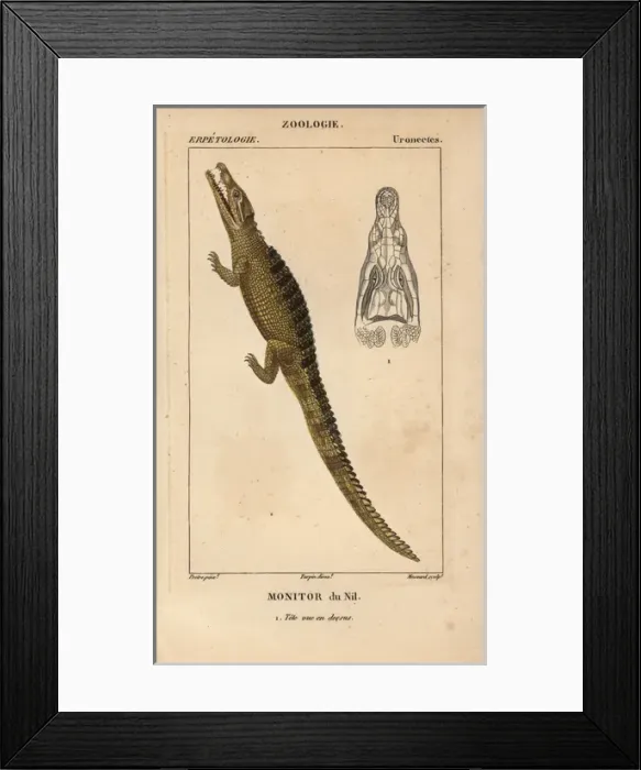 Framed Print : Nile monitor crocodile, Varanus niloticus Framed Print : Nile monitor crocodile, Varanus niloticus
