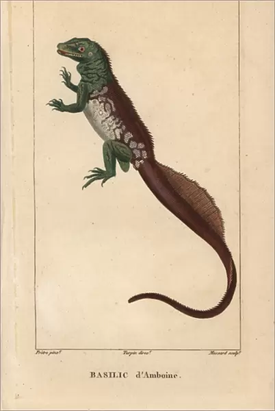 Amboina sailfin lizard, Hydrosaurus amboinensis