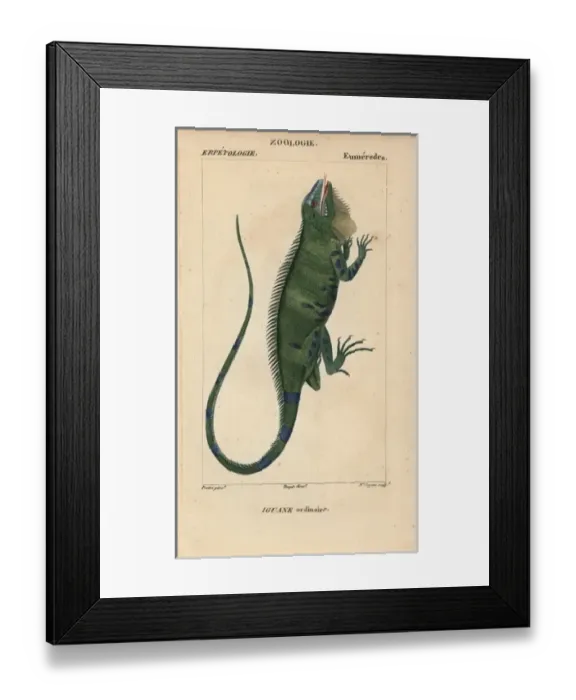 Framed Print : Common green iguana, Iguana iguana Framed Print : Common green iguana, Iguana iguana