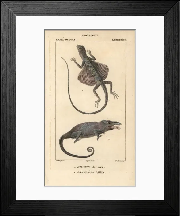 Framed Print : Common flying dragon, Draco volans, and two-horned Framed Print : Common flying dragon, Draco volans, and two-horned