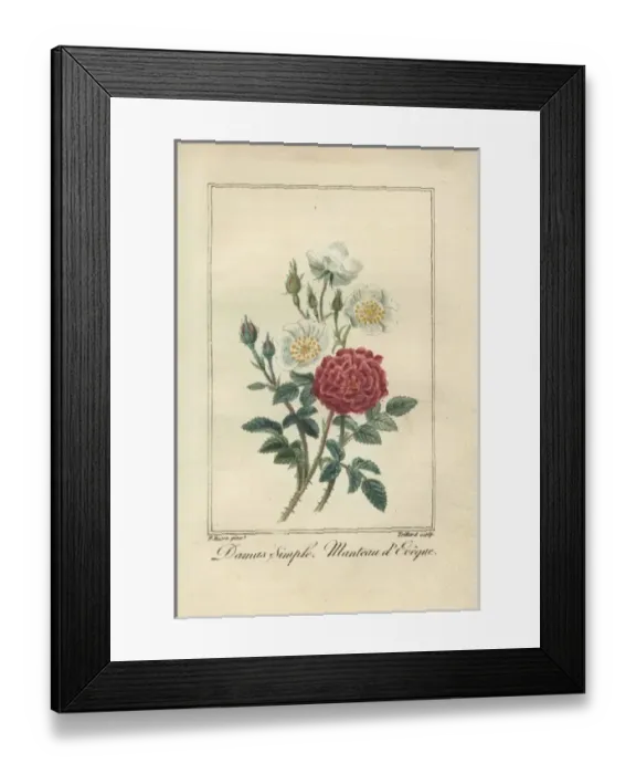Framed Print : Damas simple, Rosa damascena, and manteau d eveque Framed Print : Damas simple, Rosa damascena, and manteau d eveque