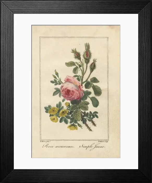 Framed Print : Pink moss rose, Rosa muscosa, and yellow dog Framed Print : Pink moss rose, Rosa muscosa, and yellow dog