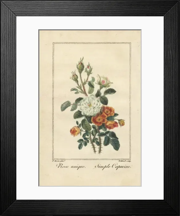 Framed Print : White rose unique and simple capucine, Austrian copper rose Framed Print : White rose unique and simple capucine, Austrian copper rose
