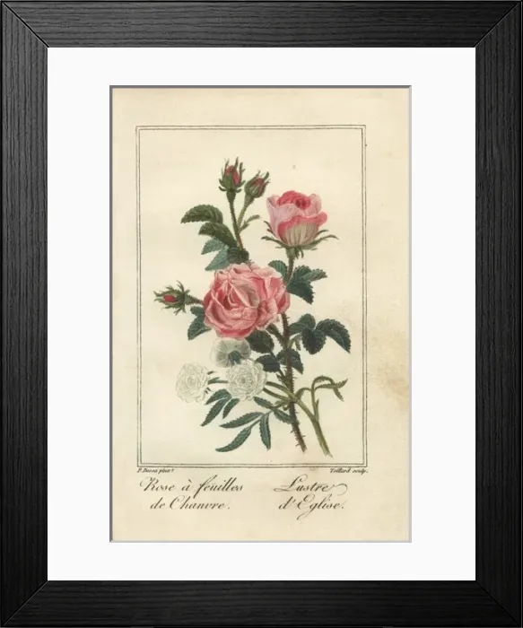 Framed Print : Hemp-leaved rose, Rosa cannabina, and lustre Framed Print : Hemp-leaved rose, Rosa cannabina, and lustre