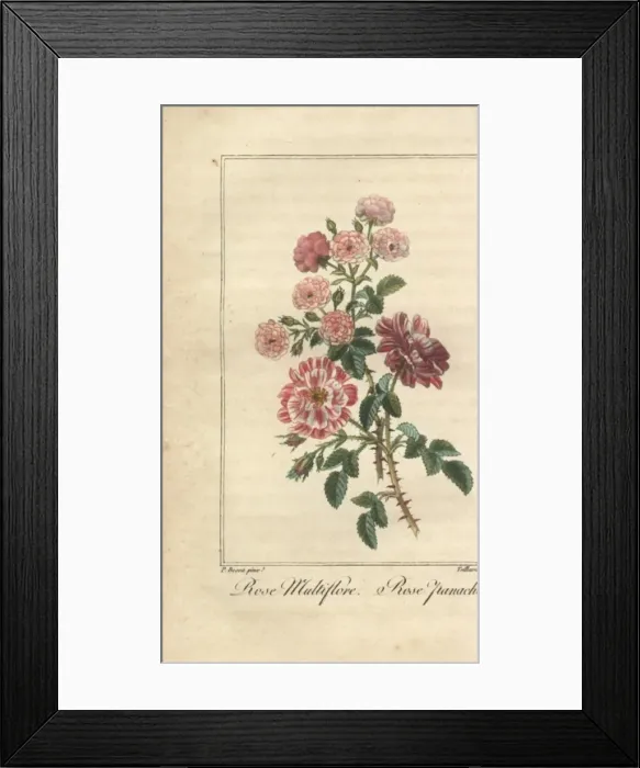 Framed Print : Multiflora rose, Rosa multiflora, and Rose panachee Framed Print : Multiflora rose, Rosa multiflora, and Rose panachee
