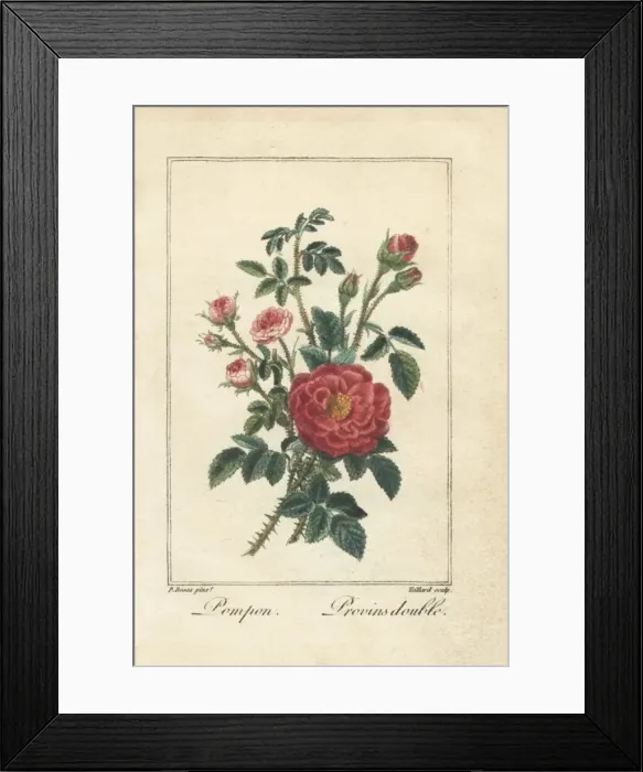 Framed Print : Pink button rose and double Provence rose Framed Print : Pink button rose and double Provence rose