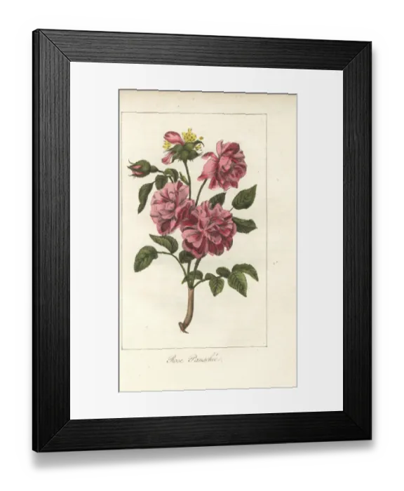 Framed Print : Rose panachee, pink and crimson rose