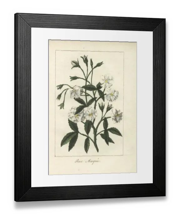 Framed Print : White musk rose, Rosa moschata Framed Print : White musk rose, Rosa moschata