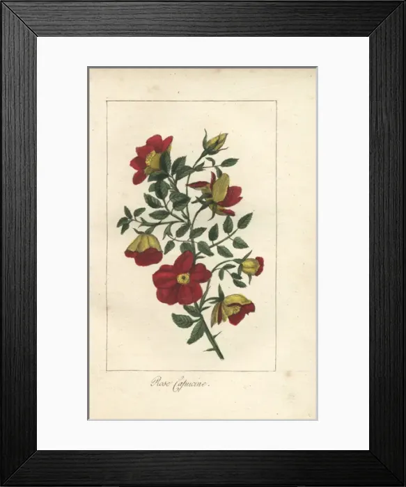 Framed Print : Austrian copper rose, Rosa foetida Framed Print : Austrian copper rose, Rosa foetida