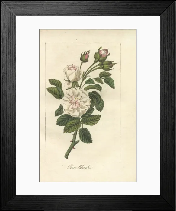 Framed Print : White rose, Rosa alba Framed Print : White rose, Rosa alba