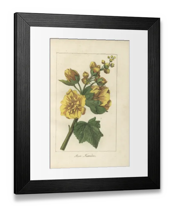 Framed Print : Hollyhock or rose tremiere, Alcea rosea Framed Print : Hollyhock or rose tremiere, Alcea rosea