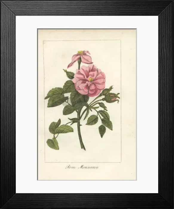 Framed Print : Moss rose, Rosa muscosa Framed Print : Moss rose, Rosa muscosa