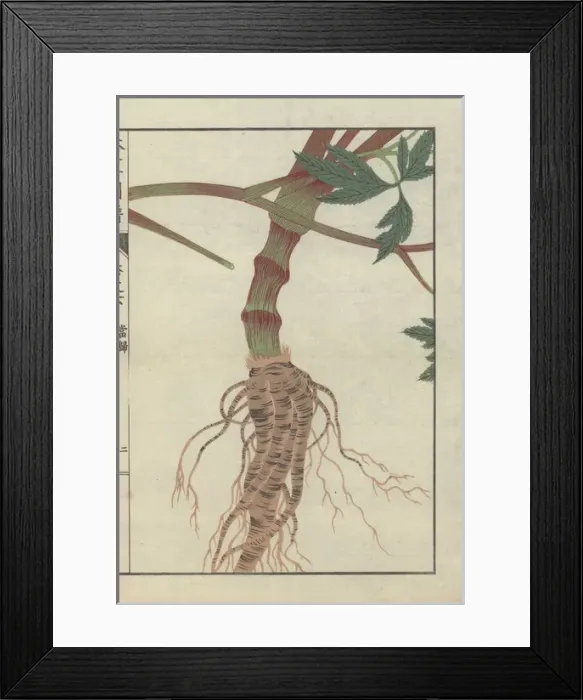 Framed Print : Large brown root and thick striped stem of Framed Print : Large brown root and thick striped stem of