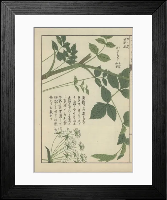 Framed Print : Leaves and tiny white flowers from a type of Framed Print : Leaves and tiny white flowers from a type of