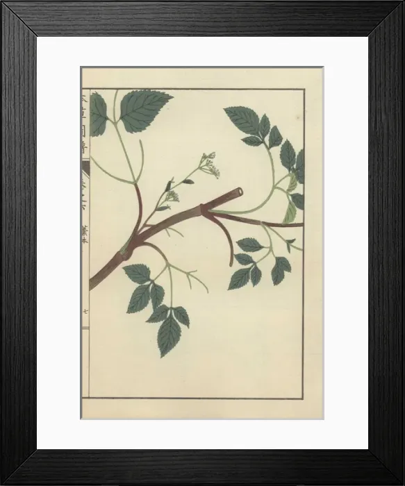 Framed Print : Brown stem with several leafy stalks and tiny Framed Print : Brown stem with several leafy stalks and tiny