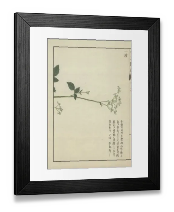 Framed Print : Slender stem with a few leaves crowned with Framed Print : Slender stem with a few leaves crowned with