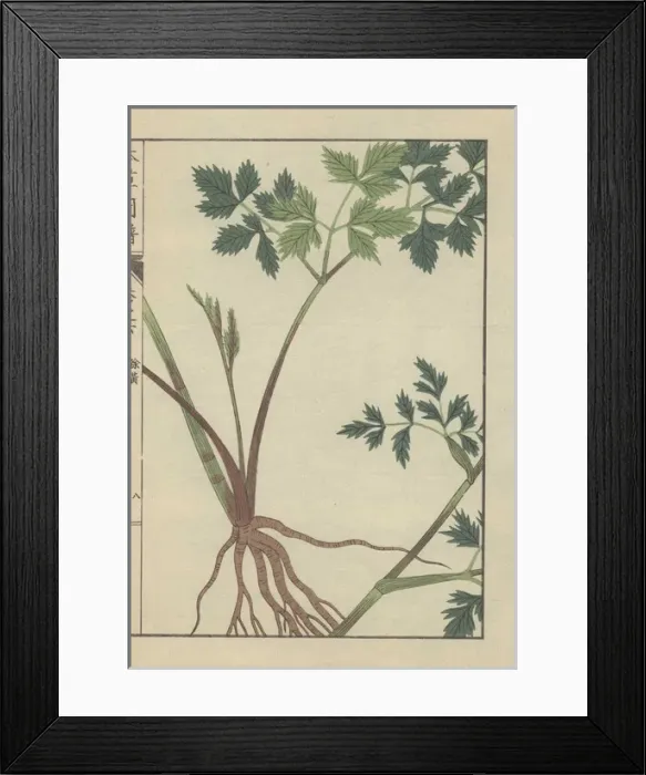 Framed Print : Roots, stem and leaves of angelica polymorpha Framed Print : Roots, stem and leaves of angelica polymorpha
