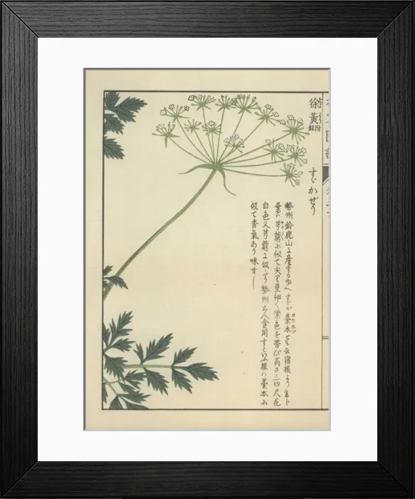 Framed Print : Fronds of leaves and a floret of small white Framed Print : Fronds of leaves and a floret of small white