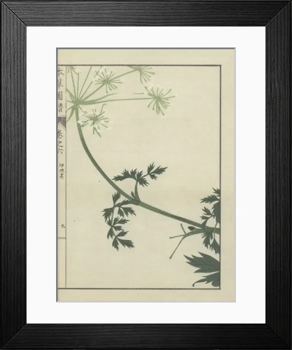Framed Print : Leaves and flowers on a delicate, curved stem of carum Framed Print : Leaves and flowers on a delicate, curved stem of carum