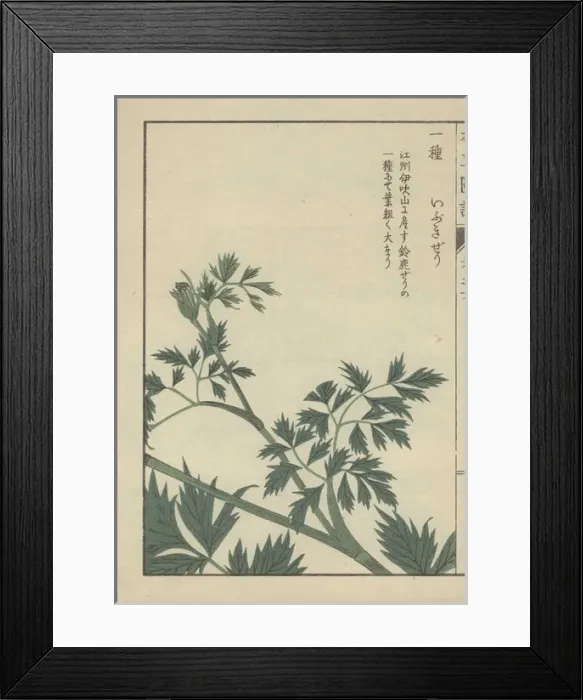 Framed Print : Leaves and fronds of carum Carum halopetalum Framed Print : Leaves and fronds of carum Carum halopetalum