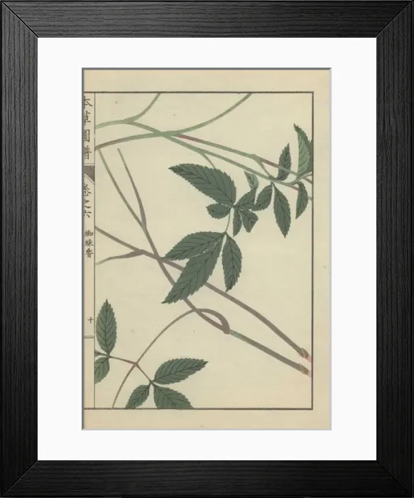 Framed Print : Leaves and stems of burnet saxifrage Pimpinella calycina Framed Print : Leaves and stems of burnet saxifrage Pimpinella calycina